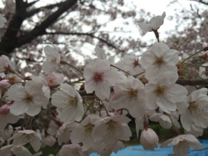 神社の桜